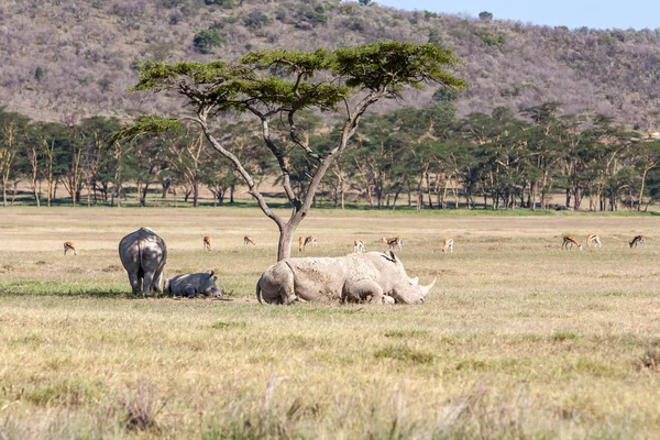 Safari - rhinos — Stock Photo, Image