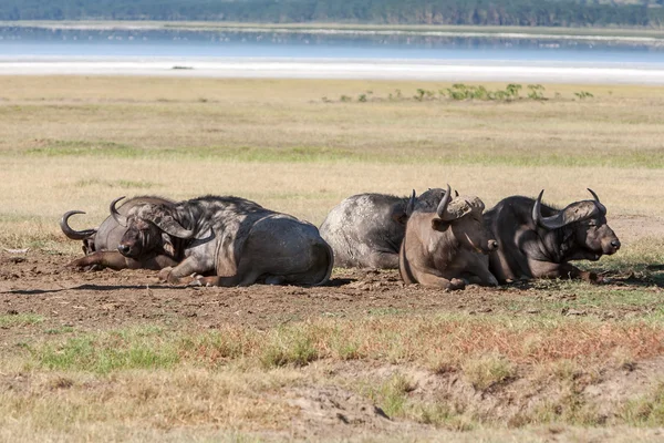 Wild African Buffalos. Kenya, Africa — Stock Photo, Image