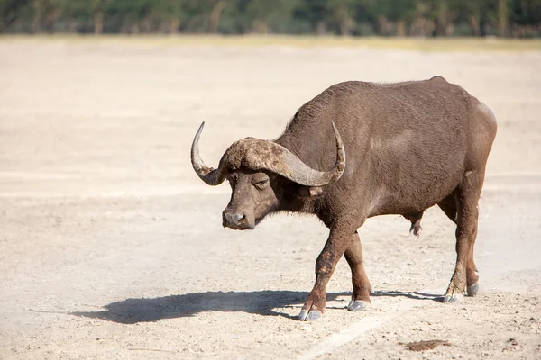 Buffalo d'Afrique sauvage. Kenya, Afrique — Photo