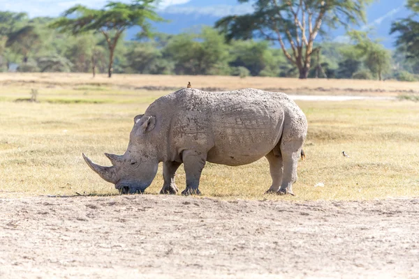 Safari - rhino — Stockfoto