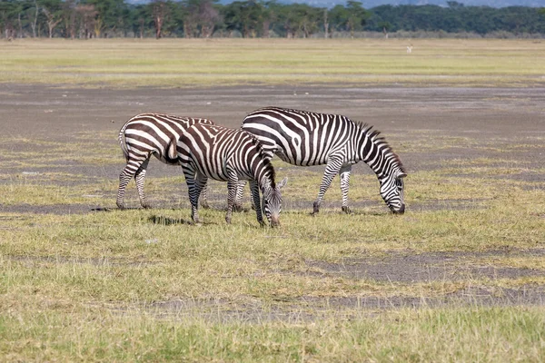 Zebras auf den Wiesen — Stockfoto