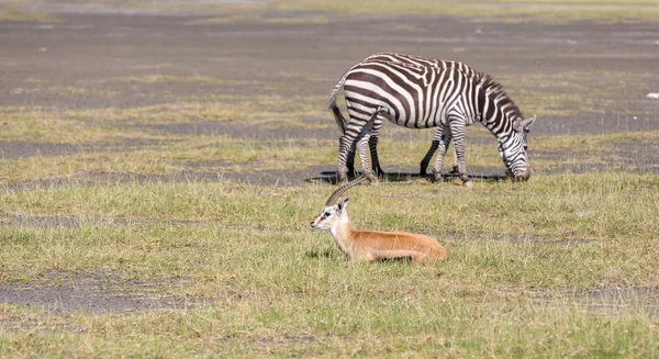 Antylopy i zebry na tle trawy — Zdjęcie stockowe