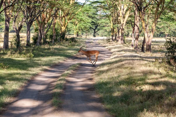 Antílope sobre un fondo de carretera — Foto de Stock