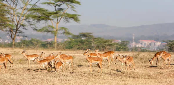 Antilope auf einem Hintergrund aus Gras — Stockfoto