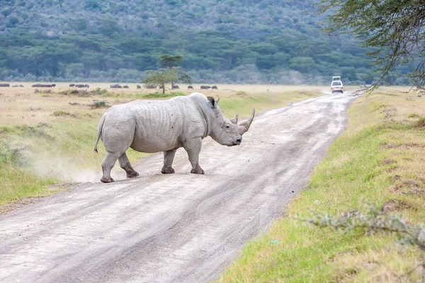 Safari - rhino — Stock Photo, Image