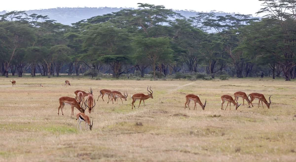 Antilopen op een achtergrond van gras — Stockfoto