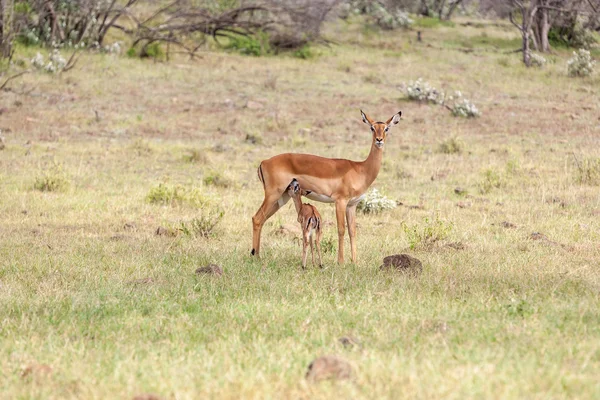 Antelope and her cub on a background of grass — Stock Photo, Image