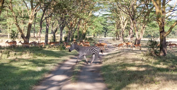 Antilopi e zebre su uno sfondo di strada — Foto Stock