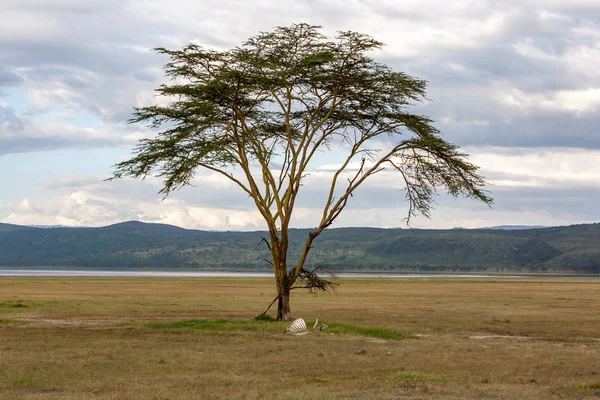 Liggande Kenya — Stockfoto