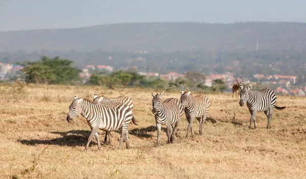 Zebras auf den Wiesen — Stockfoto