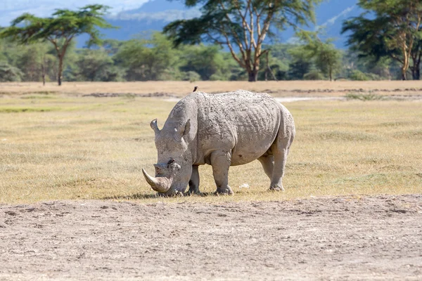 Safari - rhino — Stockfoto