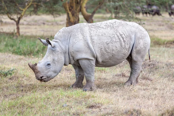 Safari - rhino — Stock Photo, Image