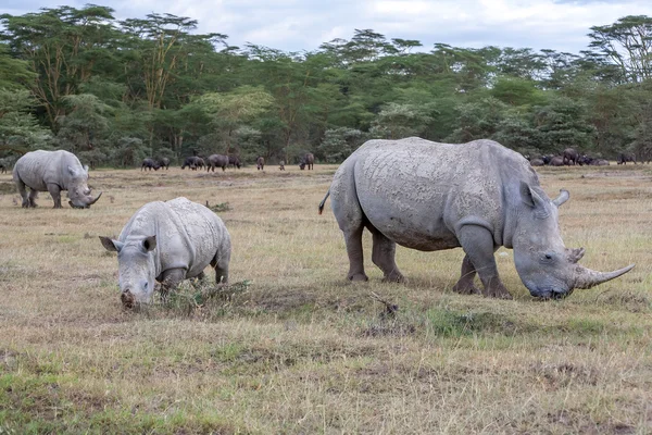Safari - rhinos — Stock Photo, Image