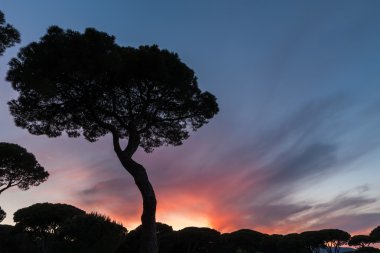 İtalyan çamlar arka plan üzerinde güzel gün batımı