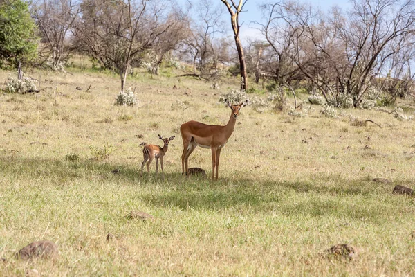 Antelope and her cub on a background of grass — Stock Photo, Image