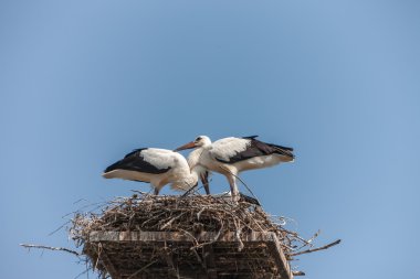 Yuvadaki beyaz leylekler