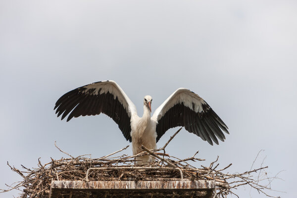 White stork in the nest