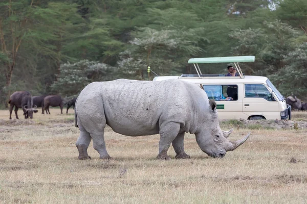 Safari - rhino — Stock Photo, Image