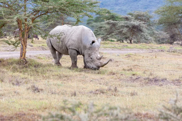 Safari - rhino — Stockfoto