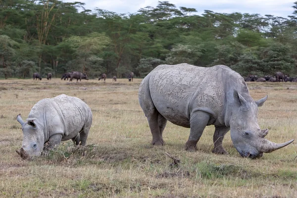 Сафарі - носороги — стокове фото