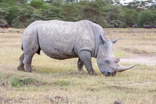 Safari - rhino — Stockfoto