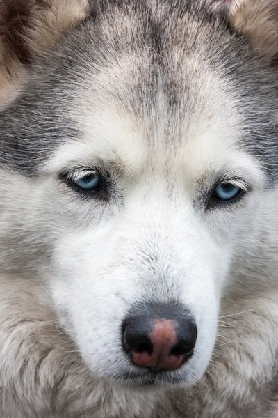 Retrato de husky siberiano — Foto de Stock