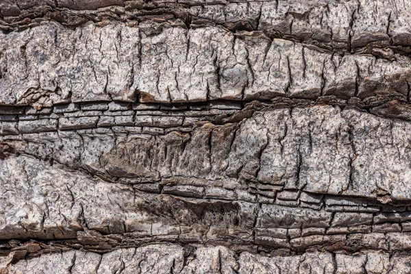 Кора натурального дерева — стоковое фото