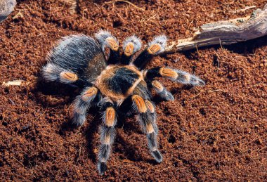 Meksikalı kırmızı diz tarantula