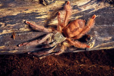 Tarantula Tapinauchenius gigas