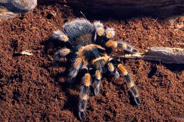 Meksykańskie czerwone kolana tarantula — Zdjęcie stockowe