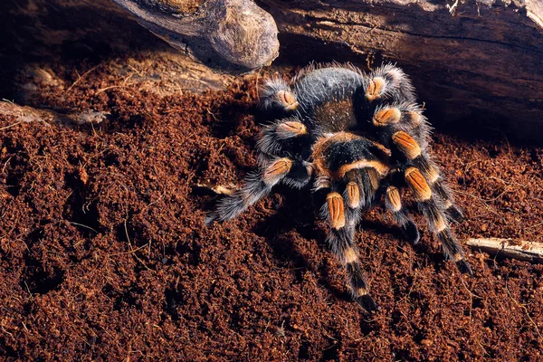 Meksykańskie czerwone kolana tarantula — Zdjęcie stockowe