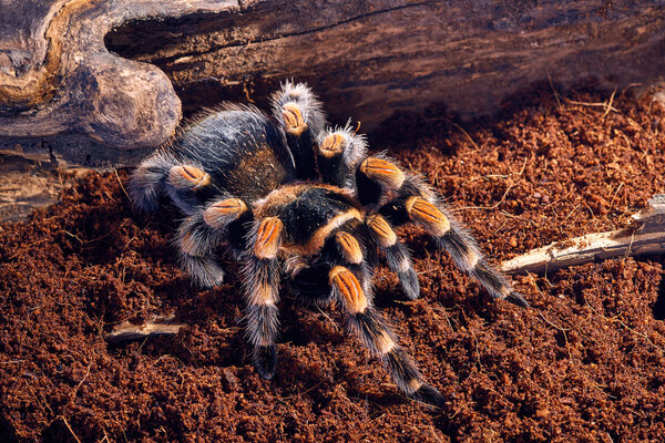 Mexican red knee tarantula — Stock Photo, Image