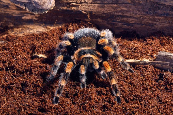 Meksikalı kırmızı diz tarantula — Stok fotoğraf