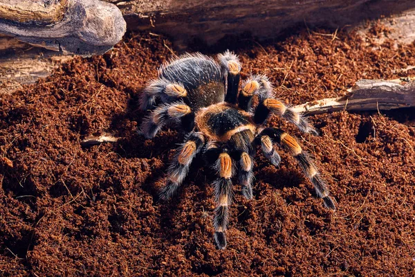 Meksykańskie czerwone kolana tarantula — Zdjęcie stockowe