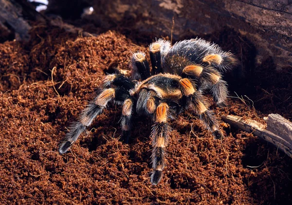 Meksykańskie czerwone kolana tarantula — Zdjęcie stockowe