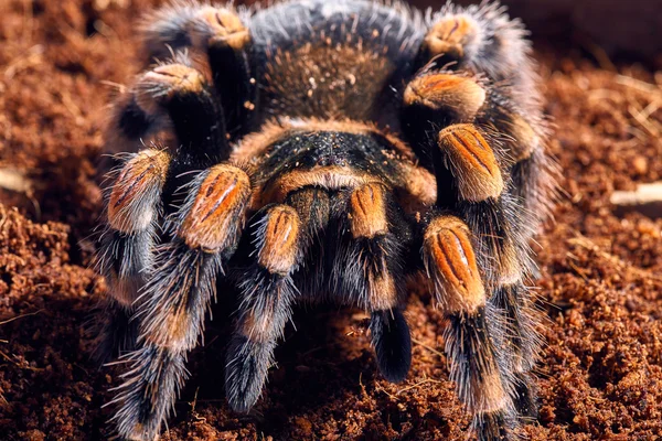 Mexikanska röda knä tarantula — Stockfoto