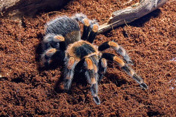 Meksykańskie czerwone kolana tarantula — Zdjęcie stockowe