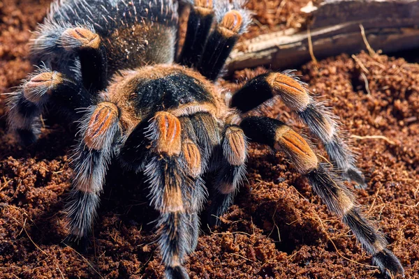 Μεξικάνικο κόκκινο γόνατο tarantula — Φωτογραφία Αρχείου