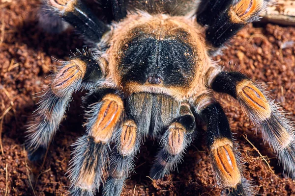 Mexická červené koleno tarantule — Stock fotografie