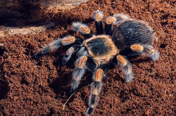 Mexikanische Rote-Knie-Vogelspinne — Stockfoto