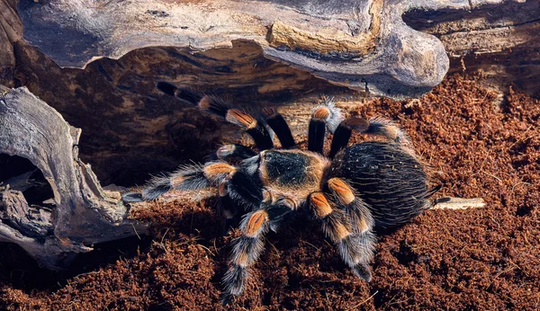 Μεξικάνικο κόκκινο γόνατο tarantula — Φωτογραφία Αρχείου