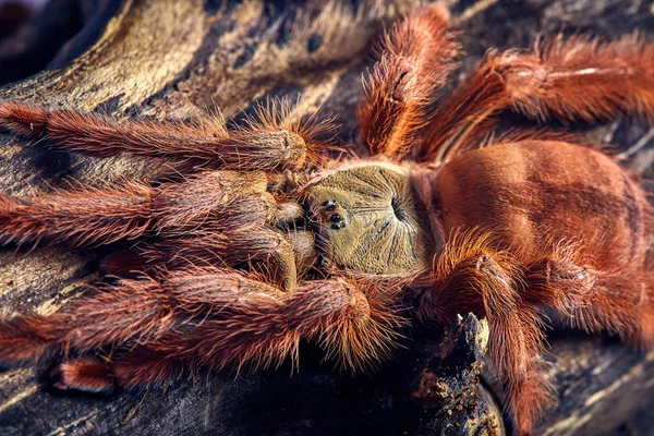 Vogelspinne tapinauchenius gigas — Stockfoto