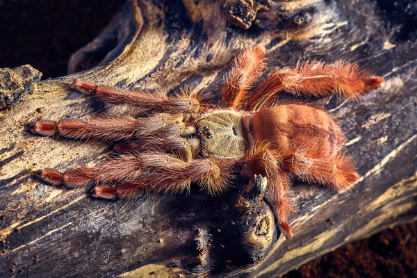 Tarantula Tapinauchenius gigas — Zdjęcie stockowe