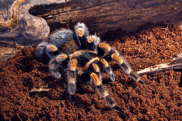Mexican red knee tarantula Stock Picture