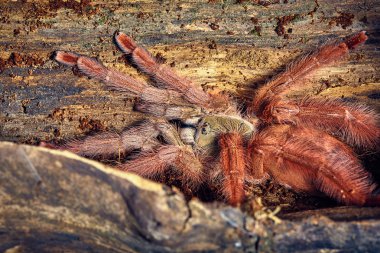 Tarantula Tapinauchenius gigas