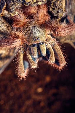 Tarantula Tapinauchenius gigas