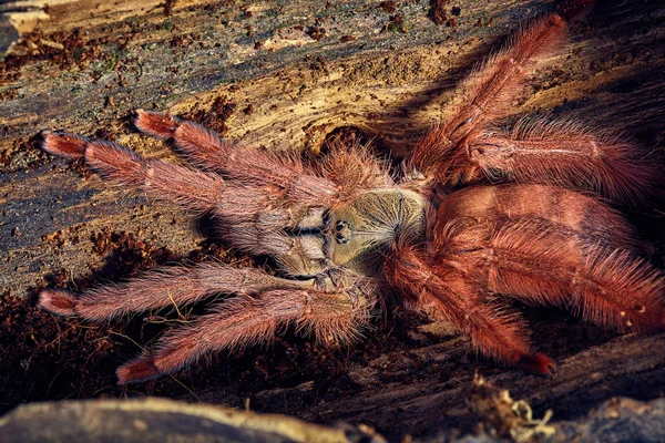 Tarantula Tapinauchenius gigas — Zdjęcie stockowe