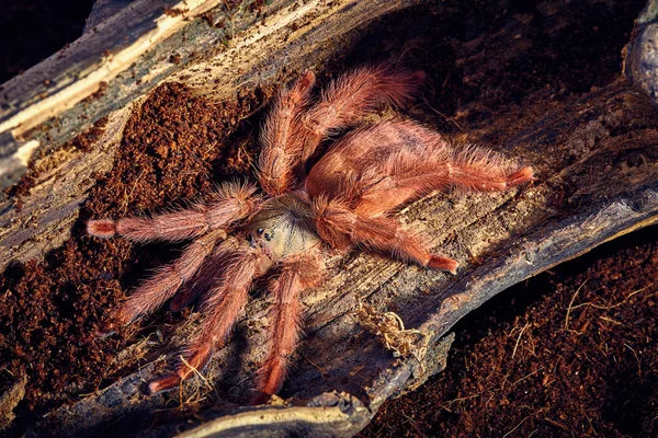 Vogelspinne tapinauchenius gigas — Stockfoto