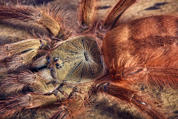 Tarántula Tapinauchenius gigas — Foto de Stock