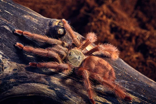 Sklípkana Tapinauchenius gigas — Stock fotografie